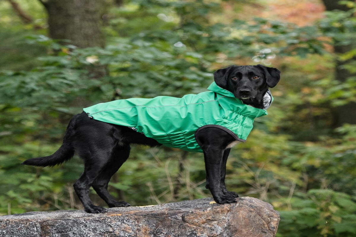 Information On Dog Rain Coats