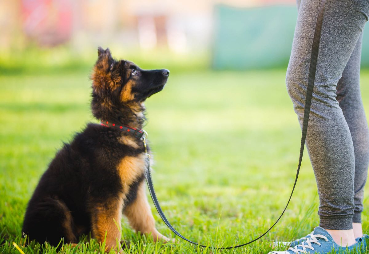 Best Puppy Training – Things To Be Aware Of